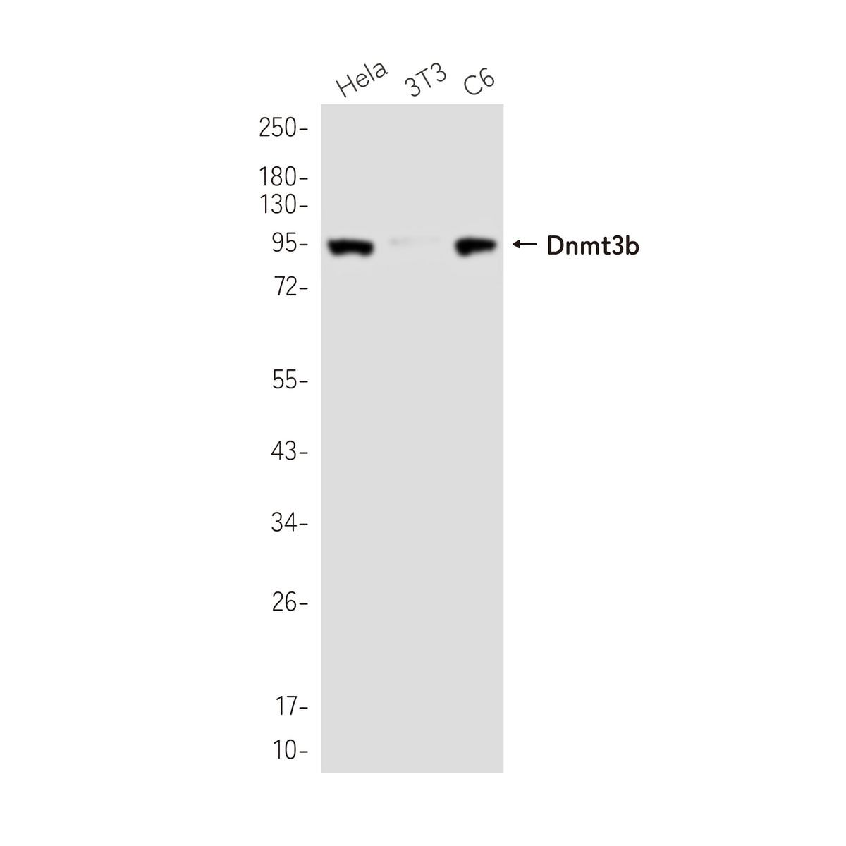 Anti-Dnmt3b Rabbit Monoclonal Antibody