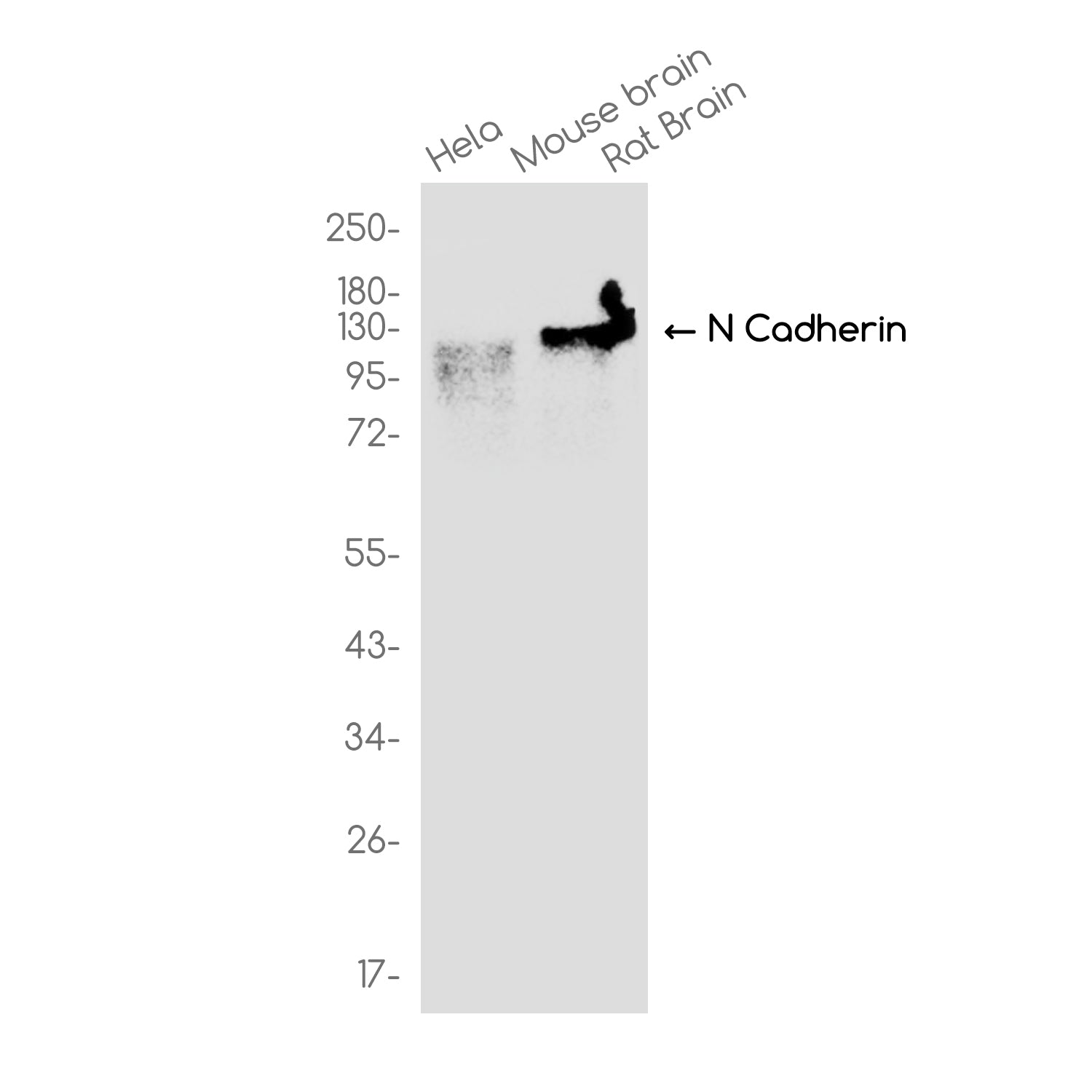 Anti-N Cadherin Rabbit Monoclonal Antibody