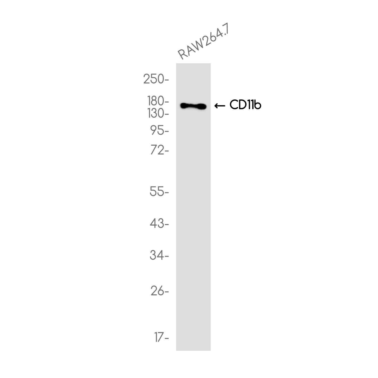 Anti-CD11b Rabbit Monoclonal Antibody