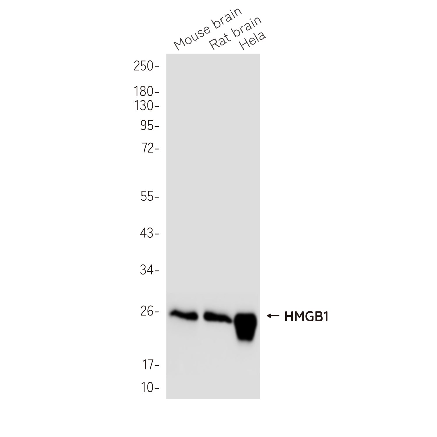 Anti-HMGB1 Rabbit Monoclonal Antibody