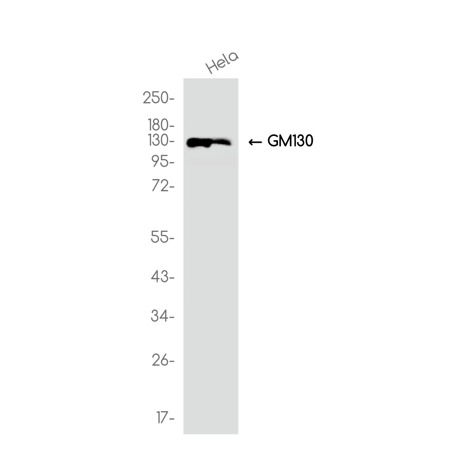 Anti-GM130 Rabbit Monoclonal Antibody