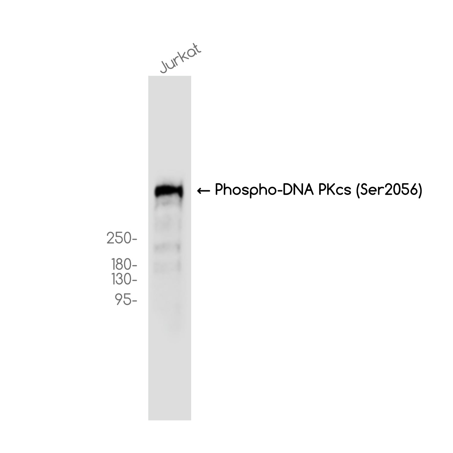 Anti-Phospho-DNA PKcs (Ser2056) Rabbit Monoclonal Antibody
