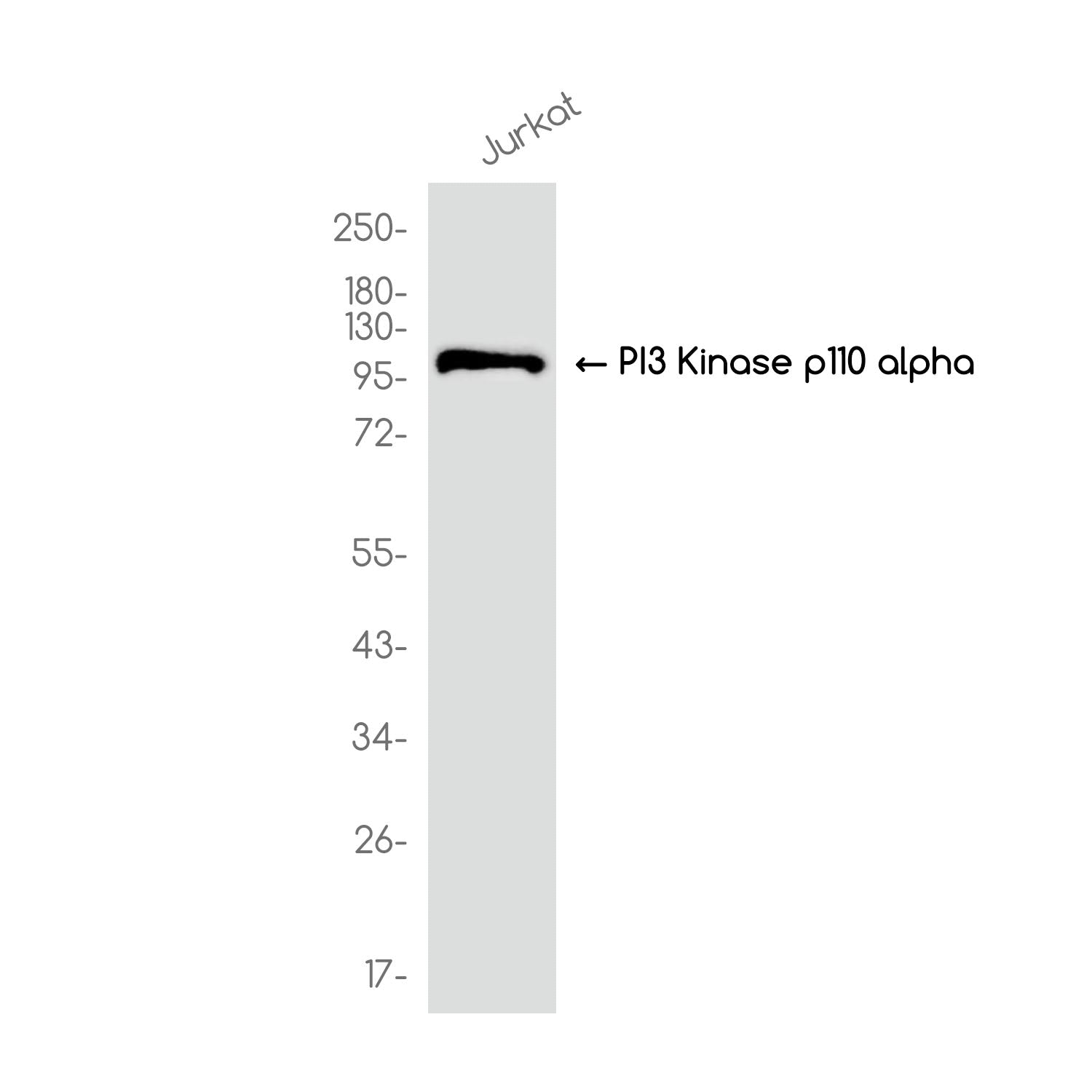 Anti-PI3 Kinase p110 alpha  Rabbit Monoclonal Antibody