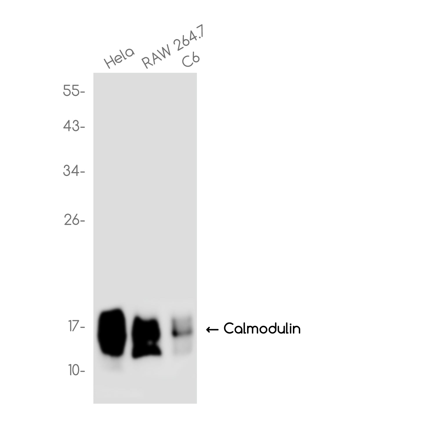 Anti-Calmodulin Rabbit Monoclonal Antibody