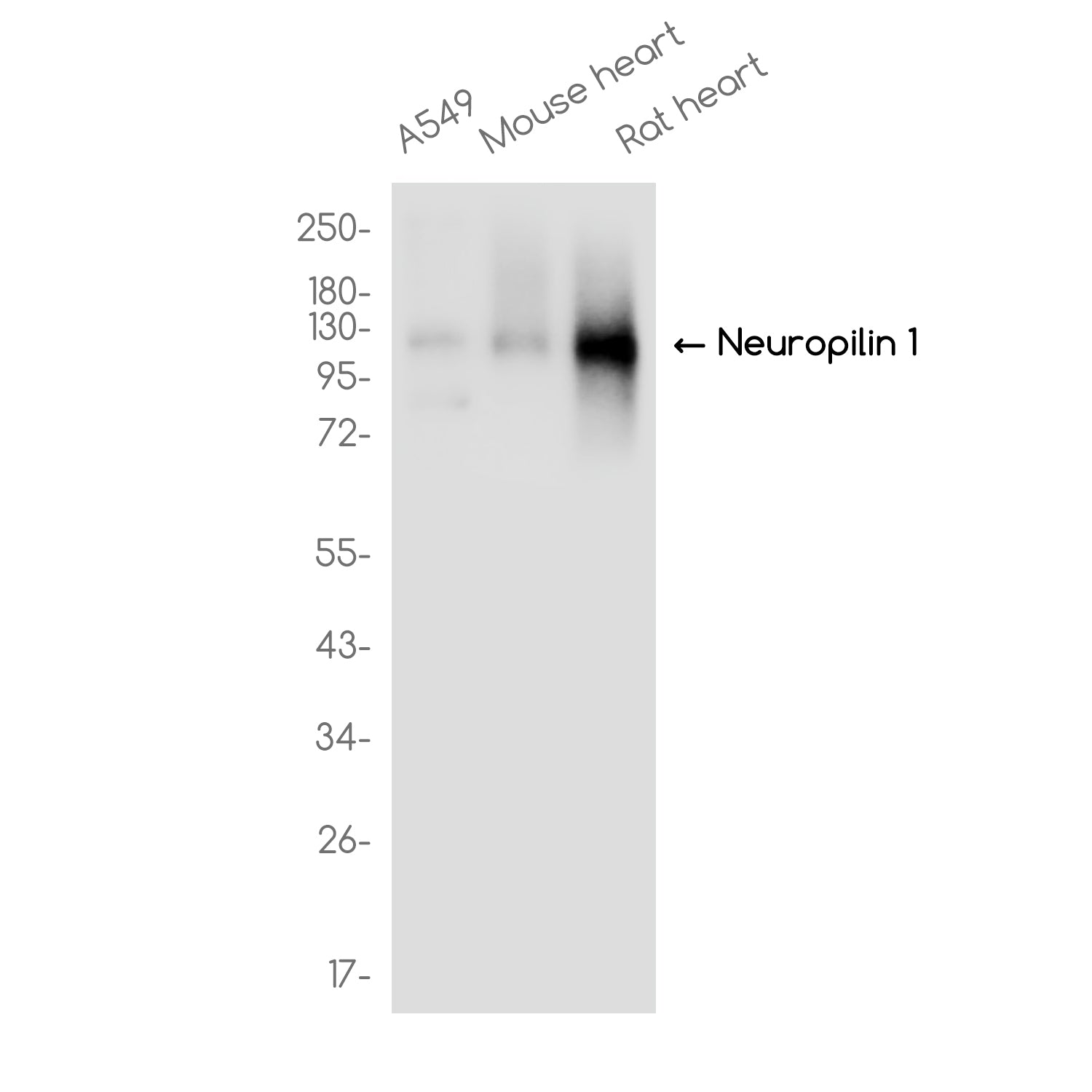 Anti-Neuropilin 1 Rabbit Monoclonal Antibody