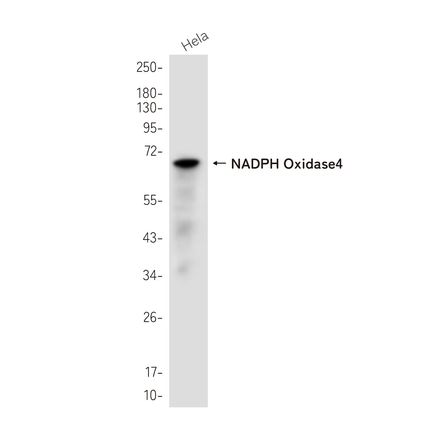 Anti-NADPH Oxidase 4 Rabbit Monoclonal Antibody
