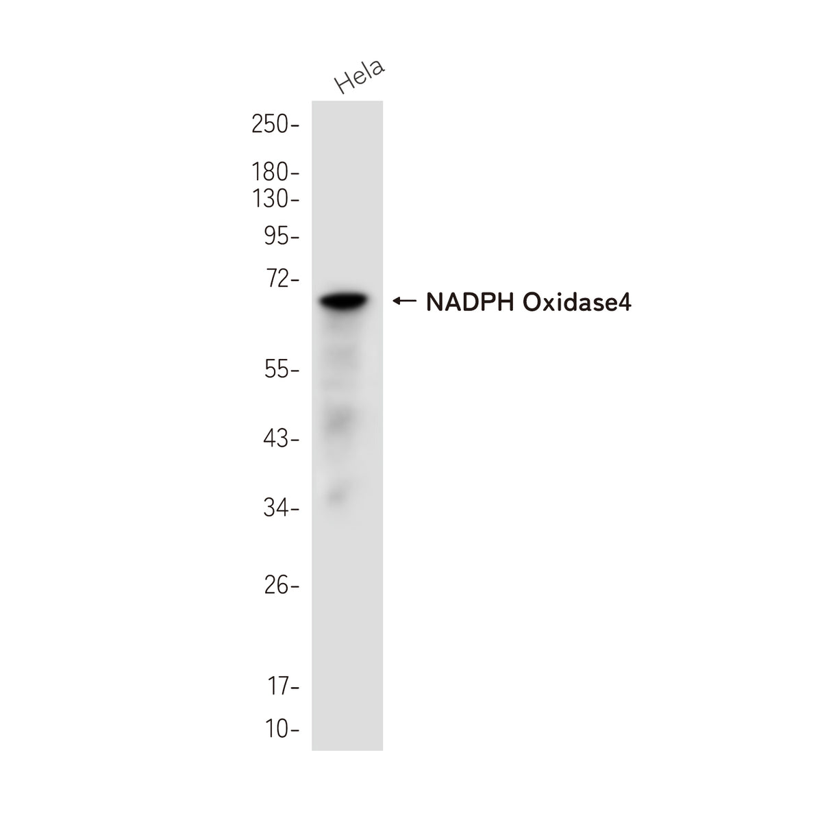 Anti-NADPH Oxidase 4 Rabbit Monoclonal Antibody