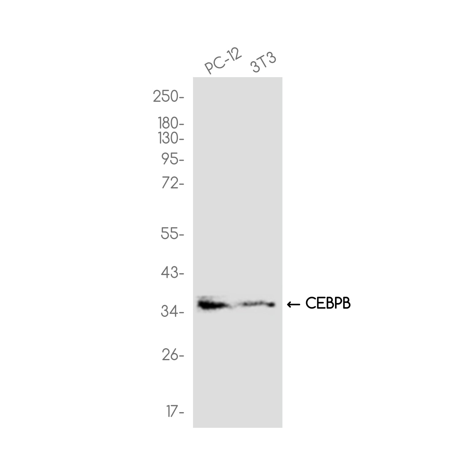 Anti-CEBPB Rabbit Monoclonal Antibody