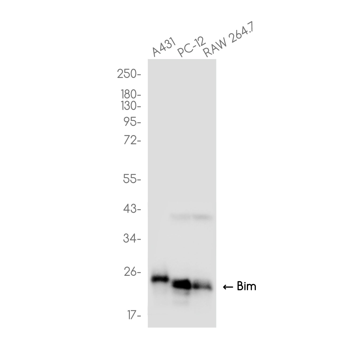Anti-Bim Rabbit Monoclonal Antibody