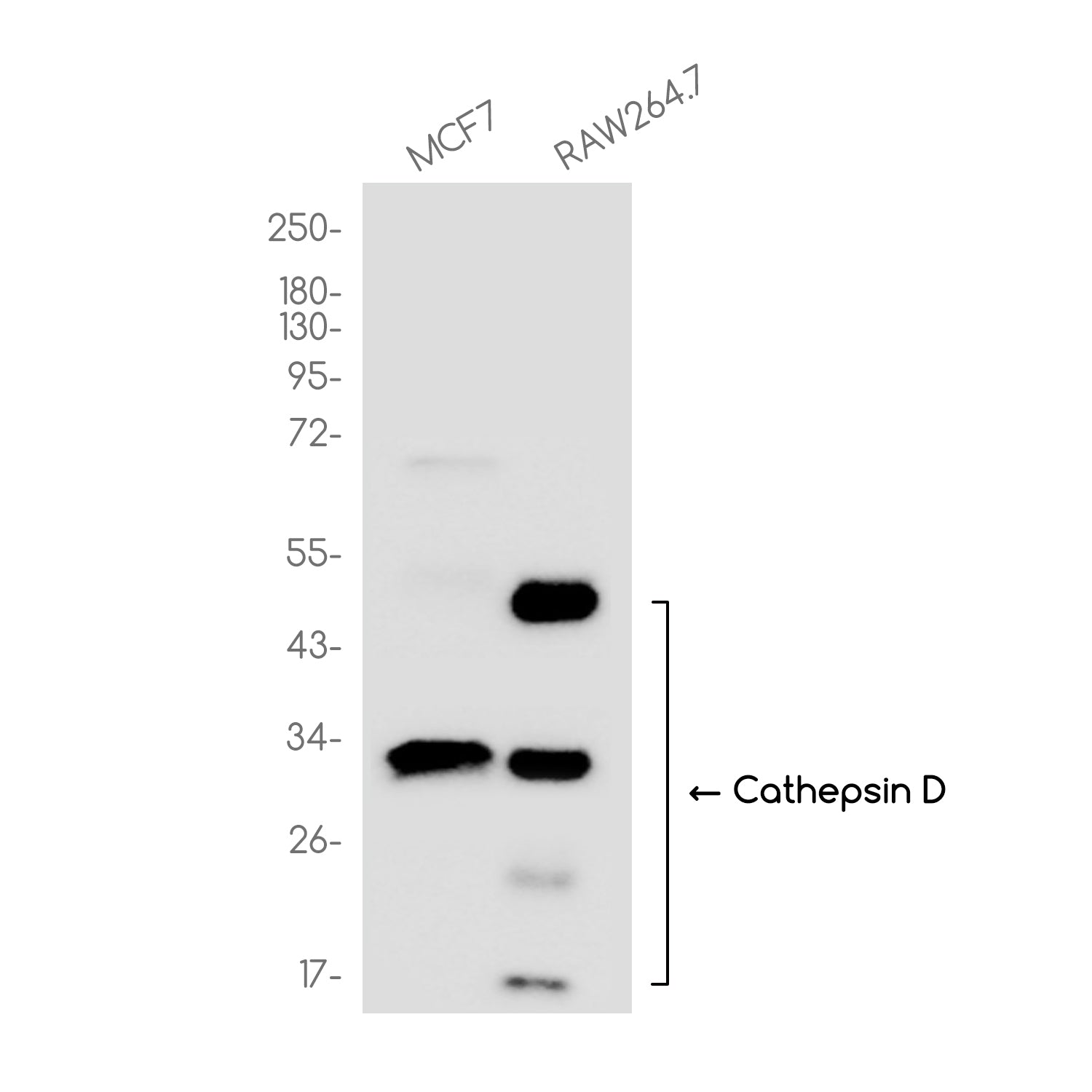 Anti-Cathepsin D Rabbit Monoclonal Antibody