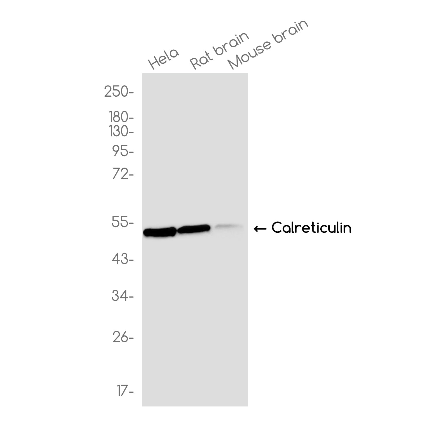 Anti-Calreticulin Rabbit Monoclonal Antibody
