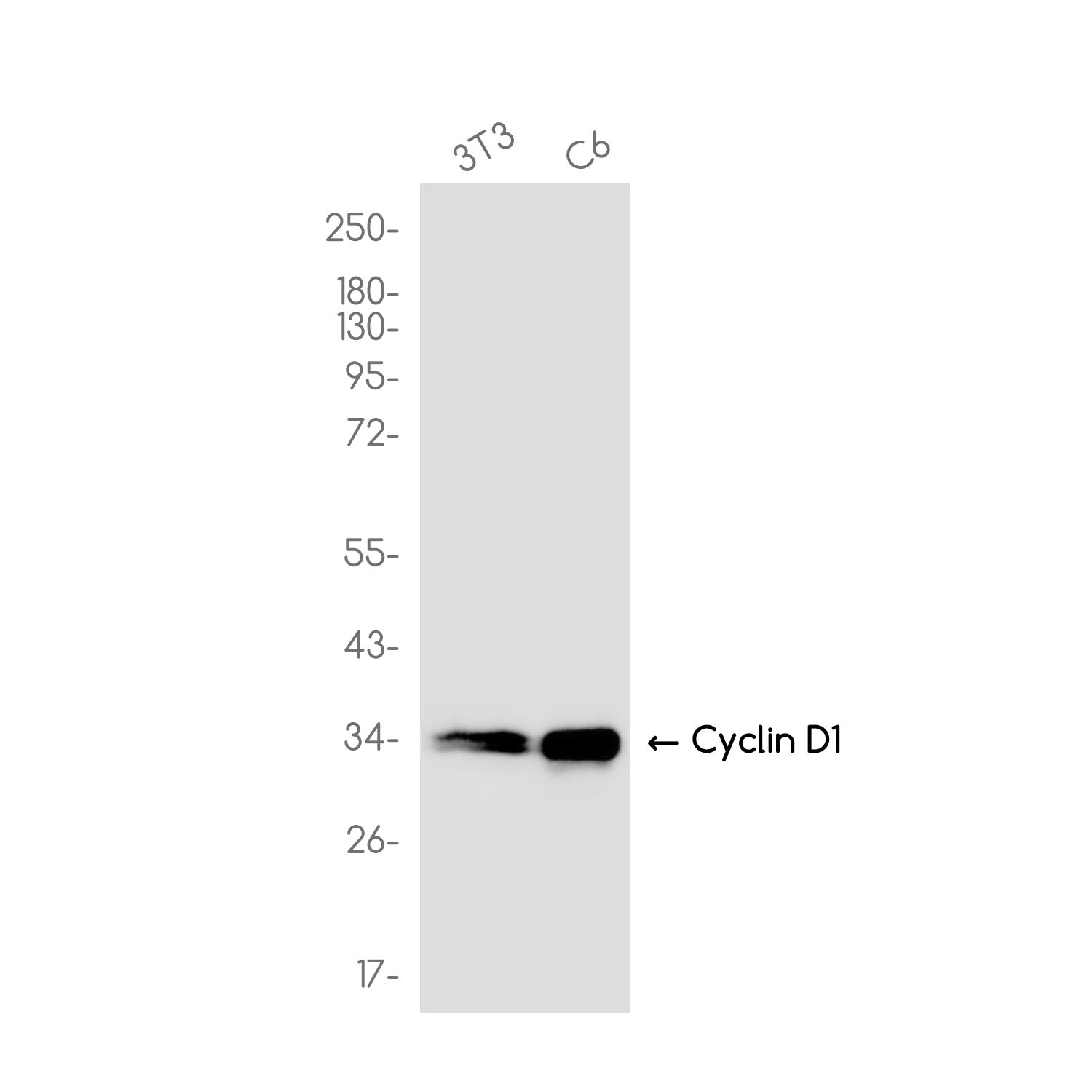 Anti-Cyclin D1 Rabbit Monoclonal Antibody