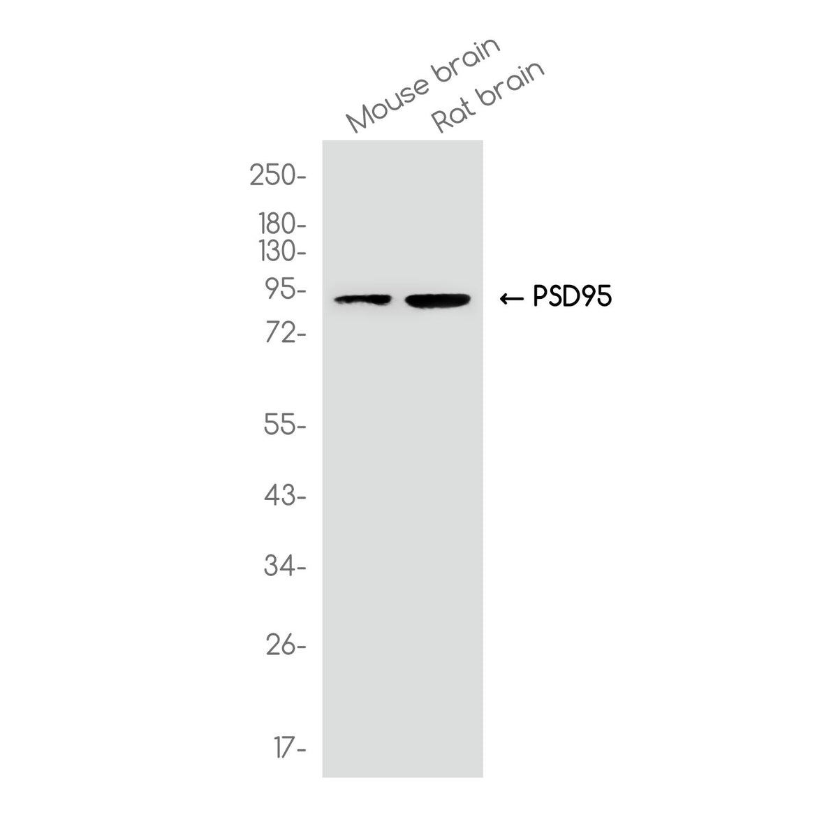 Anti-PSD95 Rabbit Monoclonal Antibody
