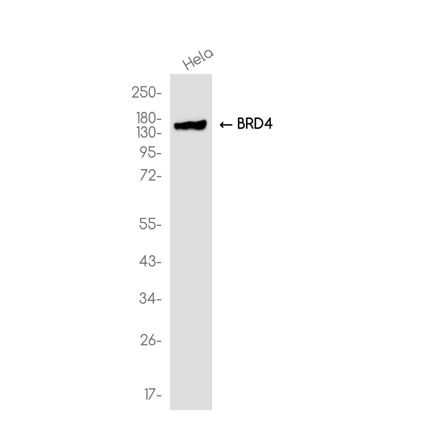 Anti-BRD4 Rabbit Monoclonal Antibody