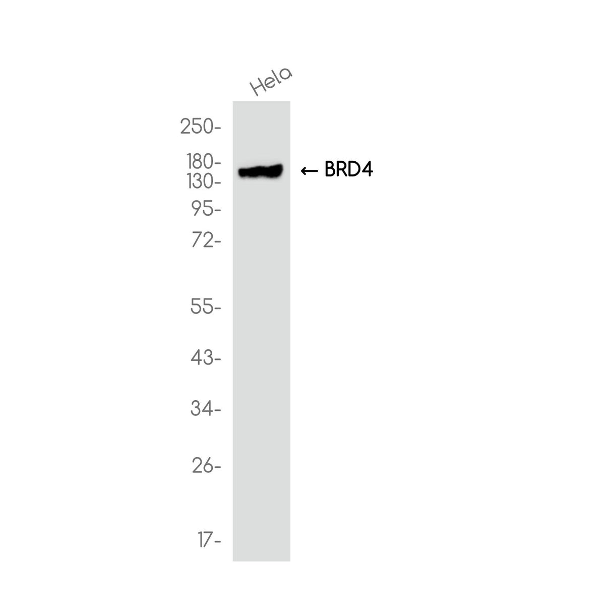 Anti-BRD4 Rabbit Monoclonal Antibody