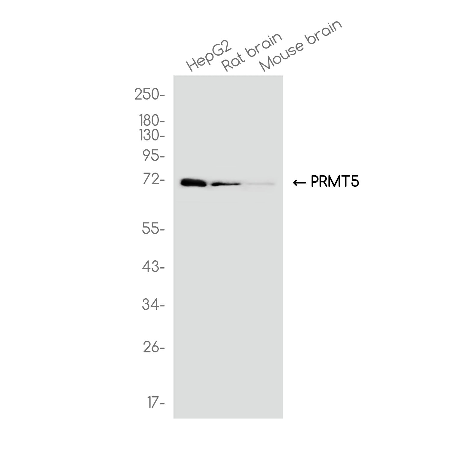 Anti-PRMT5 Rabbit Monoclonal Antibody