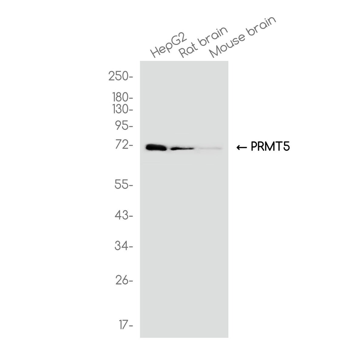 Anti-PRMT5 Rabbit Monoclonal Antibody