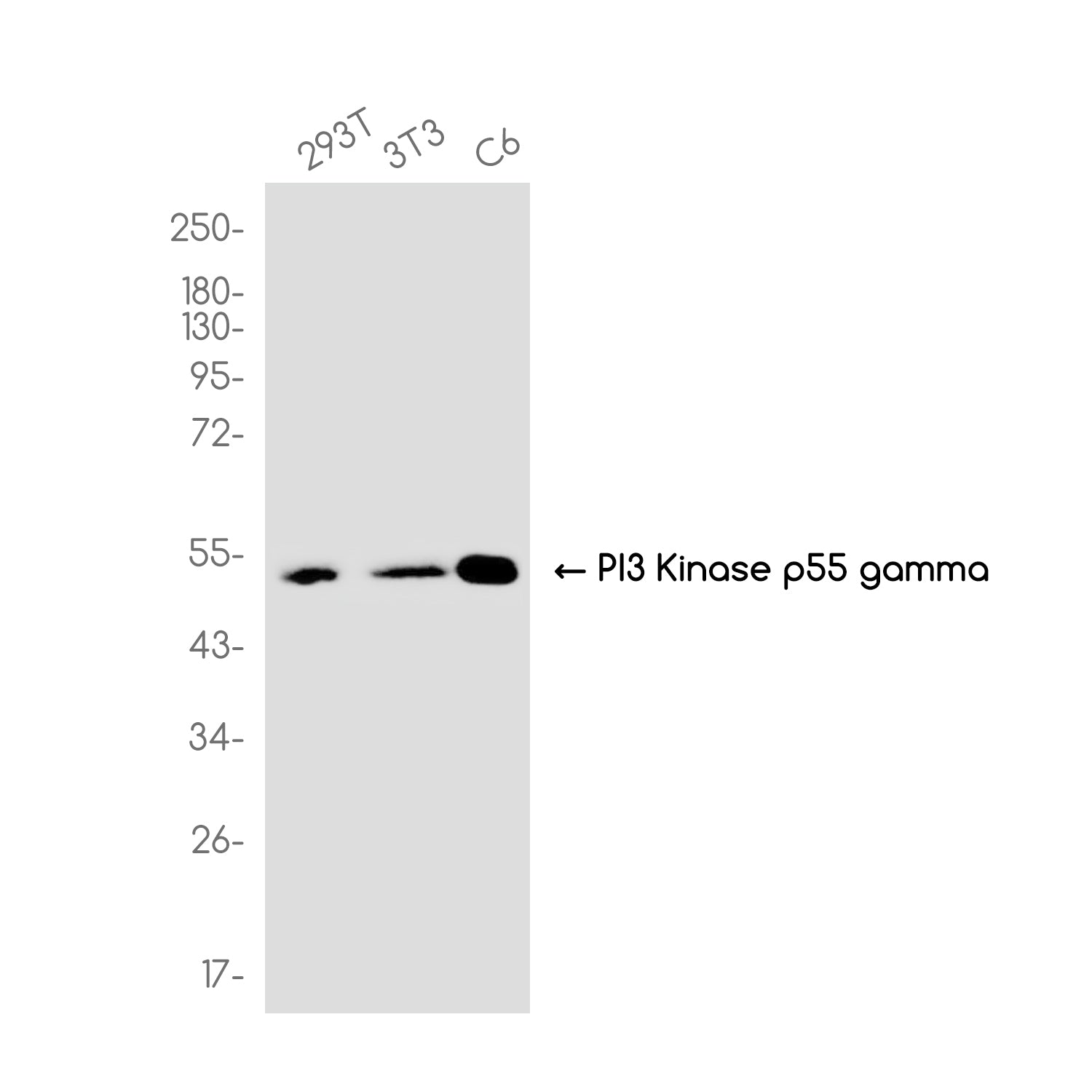 Anti-PI3 Kinase p55 gamma Rabbit Monoclonal Antibody