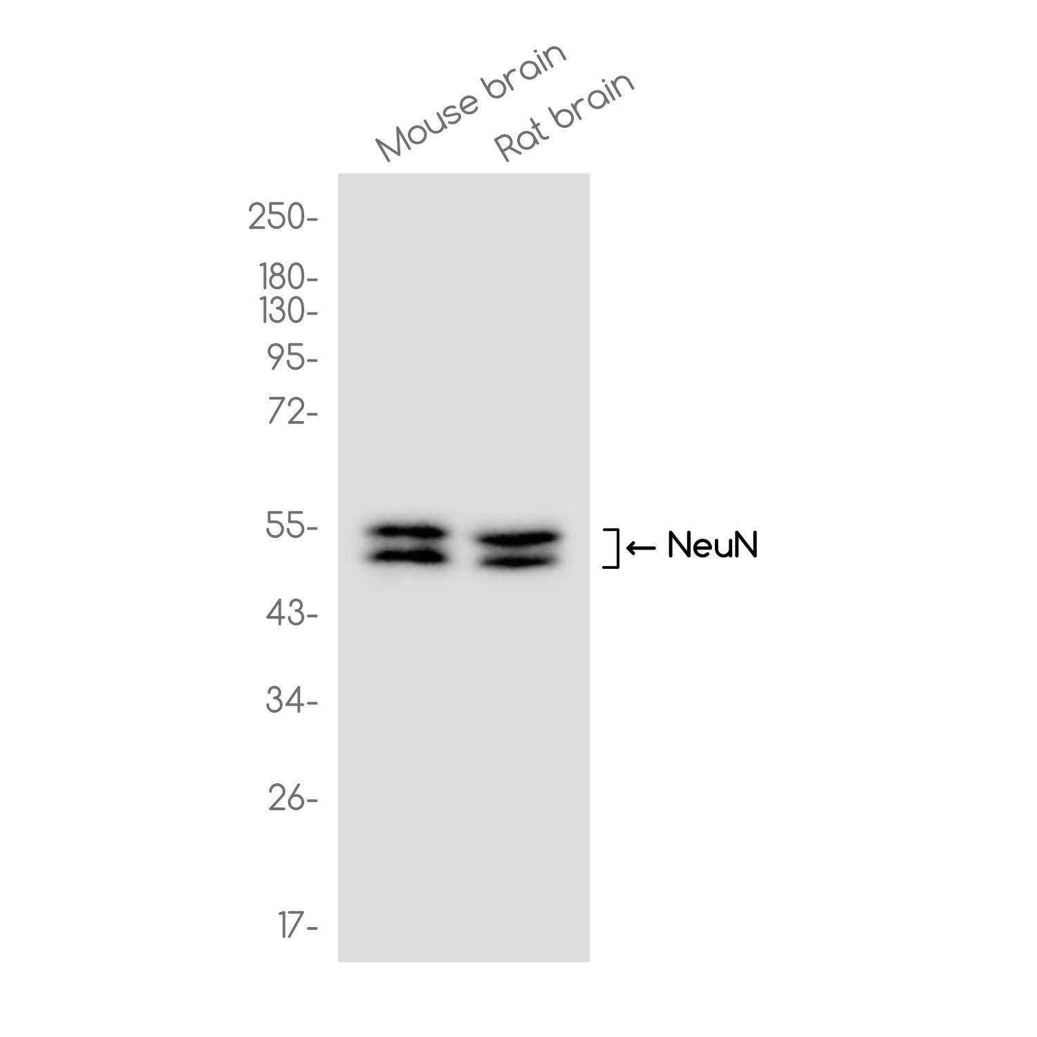 Anti-NeuN Rabbit Monoclonal Antibody