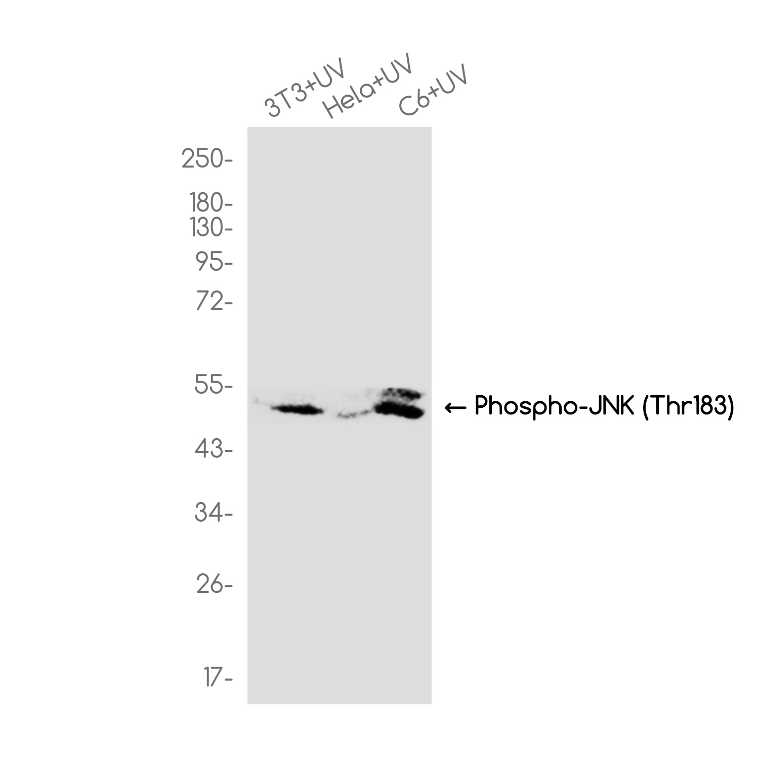 Anti-Phospho-JNK (Thr183) Rabbit Monoclonal Antibody
