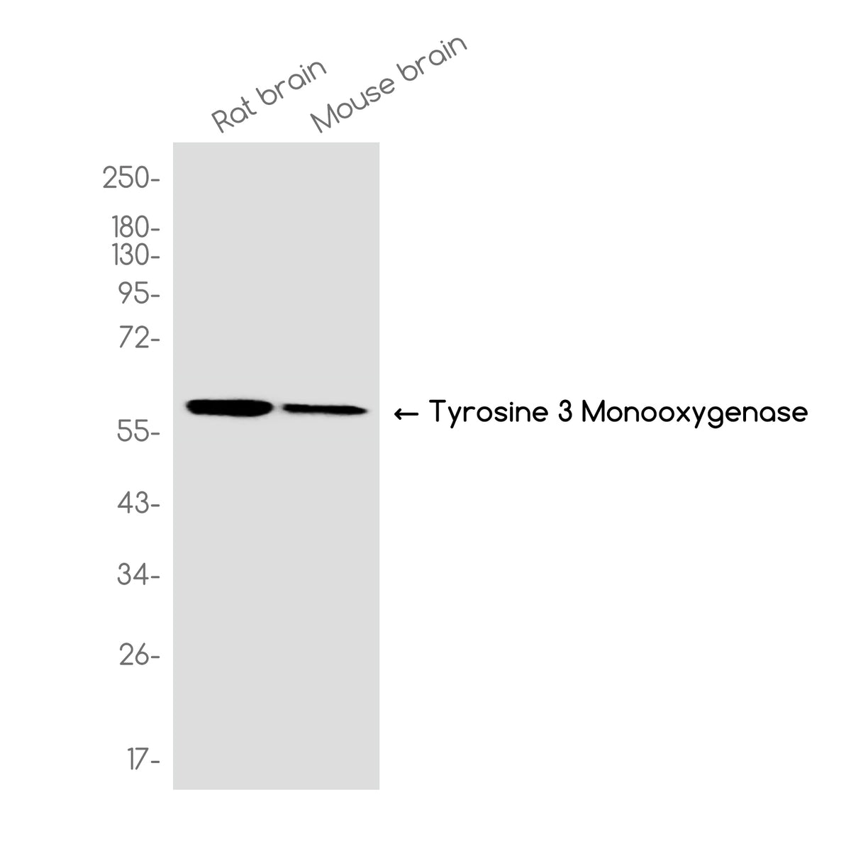 Anti-Tyrosine Hydroxylase Rabbit Monoclonal Antibody