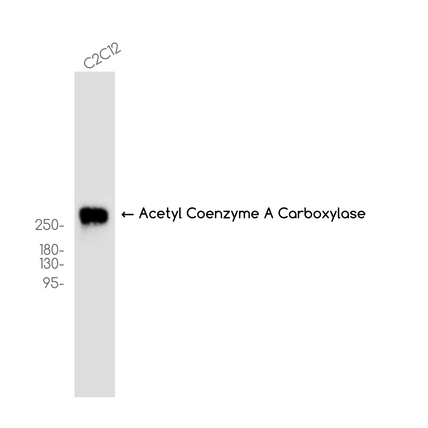 Anti-Acetyl Coenzyme A Carboxylase Rabbit Monoclonal Antibody