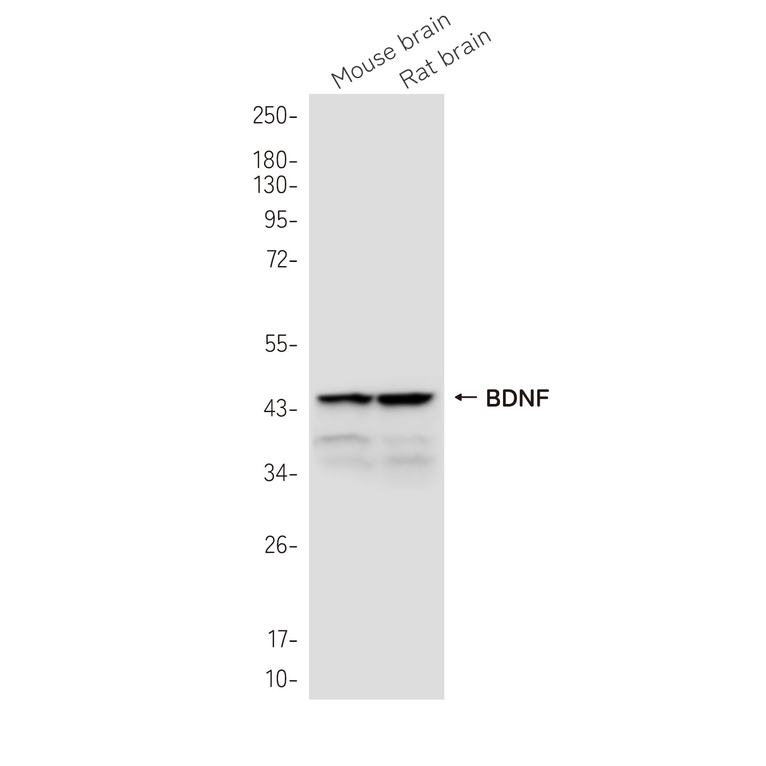 Anti-BDNF Rabbit Monoclonal Antibody