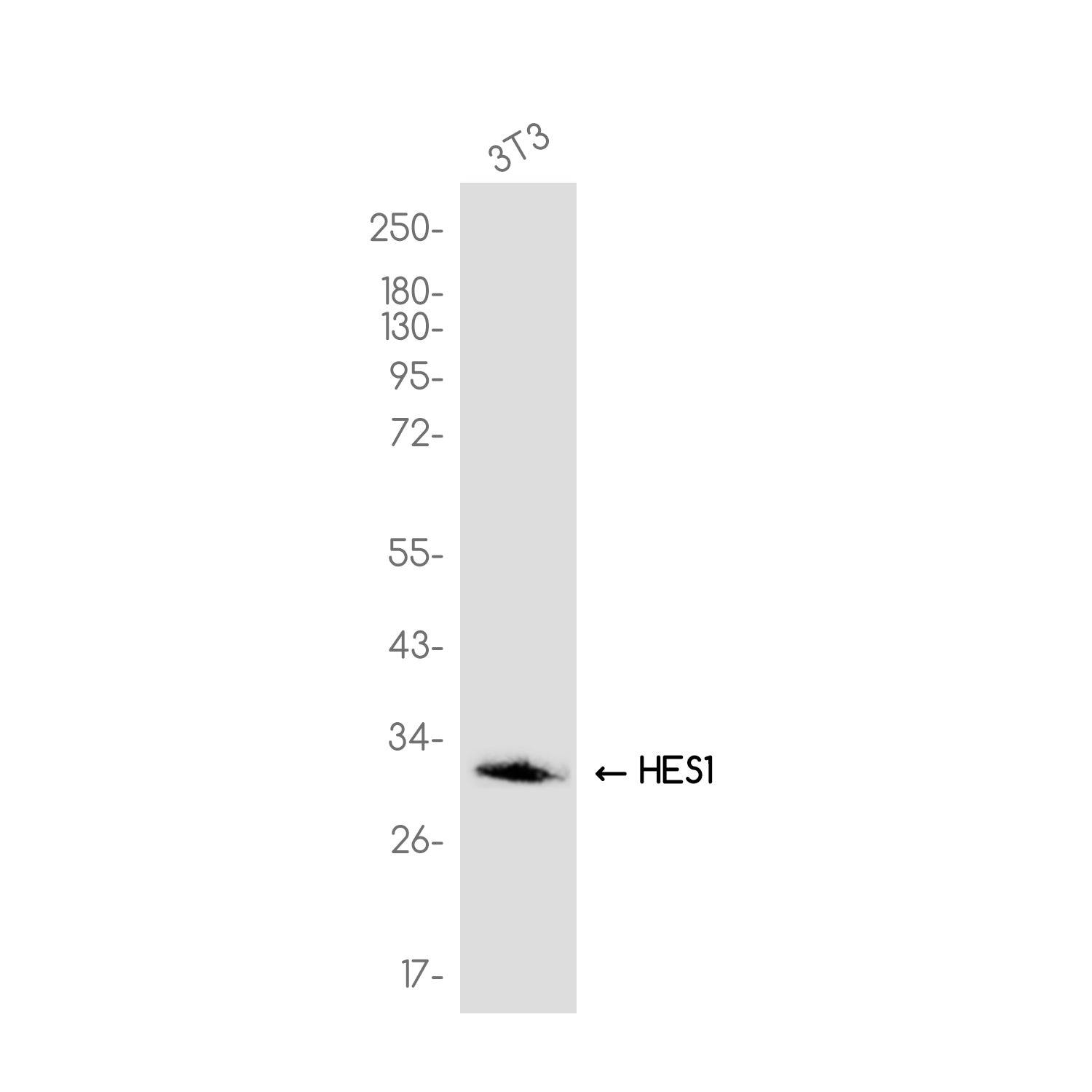 Anti-HES1 Rabbit Monoclonal Antibody