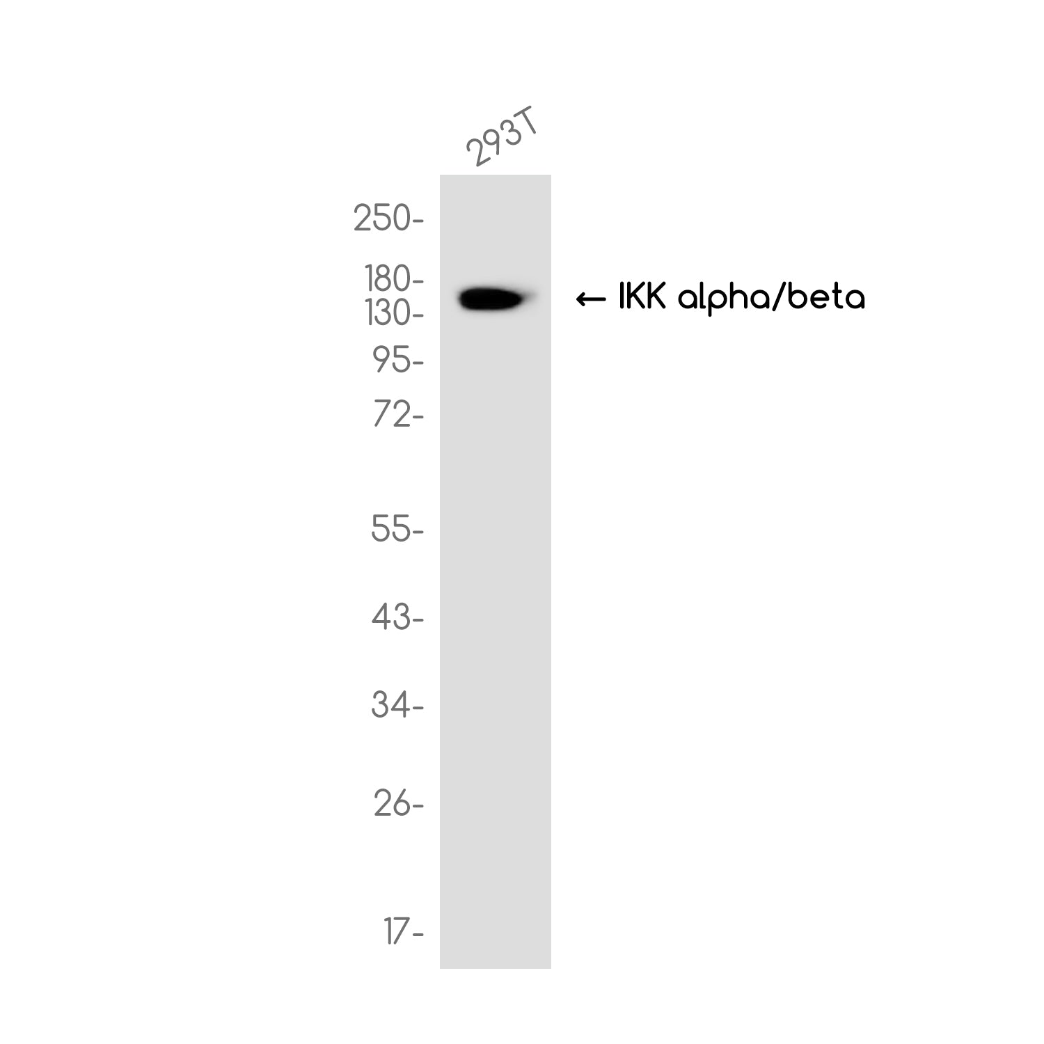 Anti-IKK alpha/beta Rabbit Monoclonal Antibody