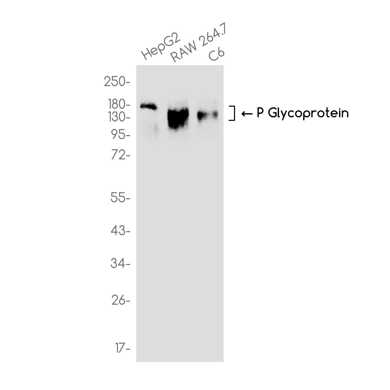 Anti-P Glycoprotein Rabbit Monoclonal Antibody