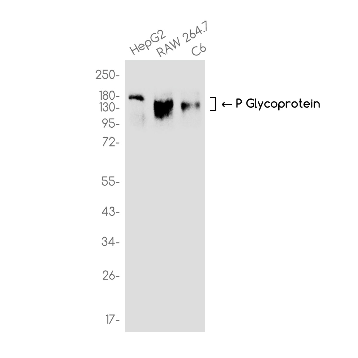 Anti-P Glycoprotein Rabbit Monoclonal Antibody