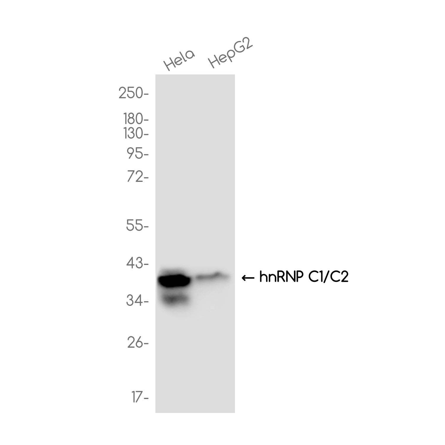 Anti-hnRNP C1/C2 Rabbit Monoclonal Antibody