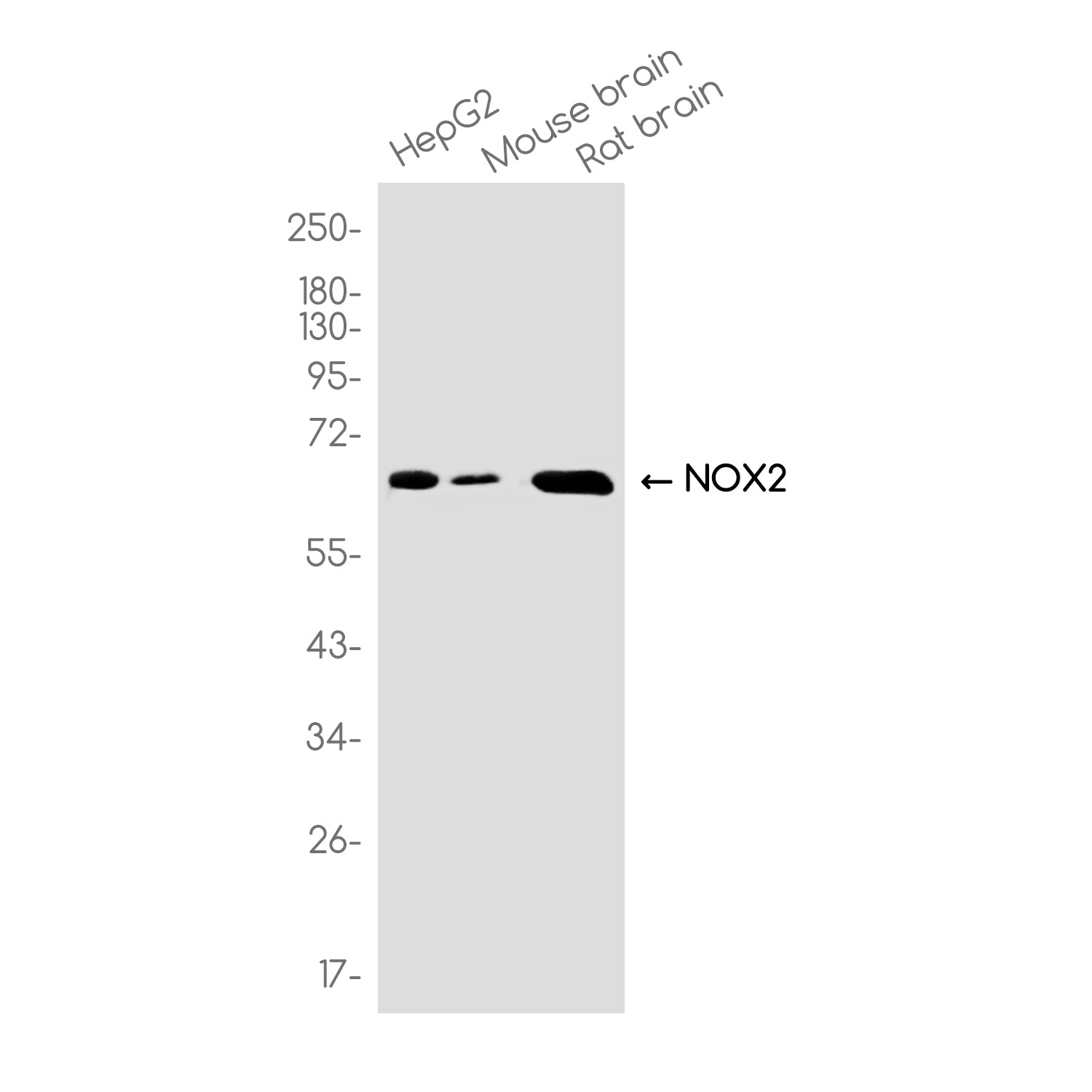 Anti-NOX2 Rabbit Monoclonal Antibody