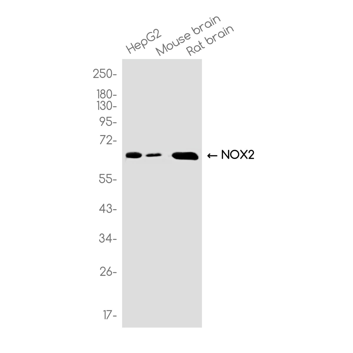 Anti-NOX2 Rabbit Monoclonal Antibody