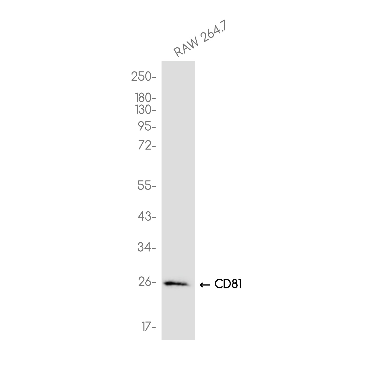 Anti-CD81 Rabbit Monoclonal Antibody