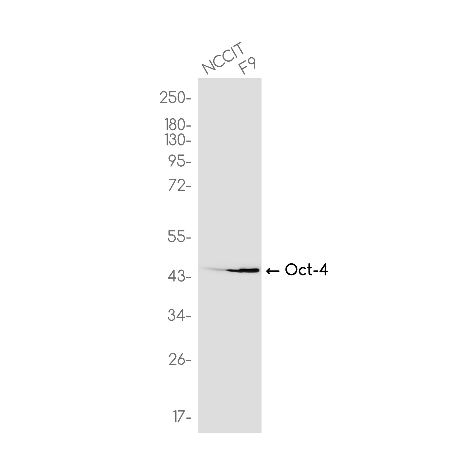 Anti-Oct-4 Rabbit Monoclonal Antibody