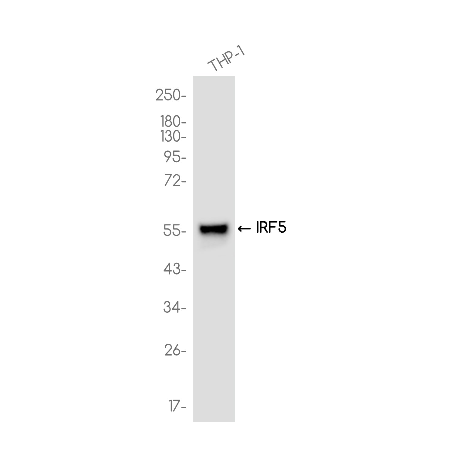 Anti-IRF5 Rabbit Monoclonal Antibody