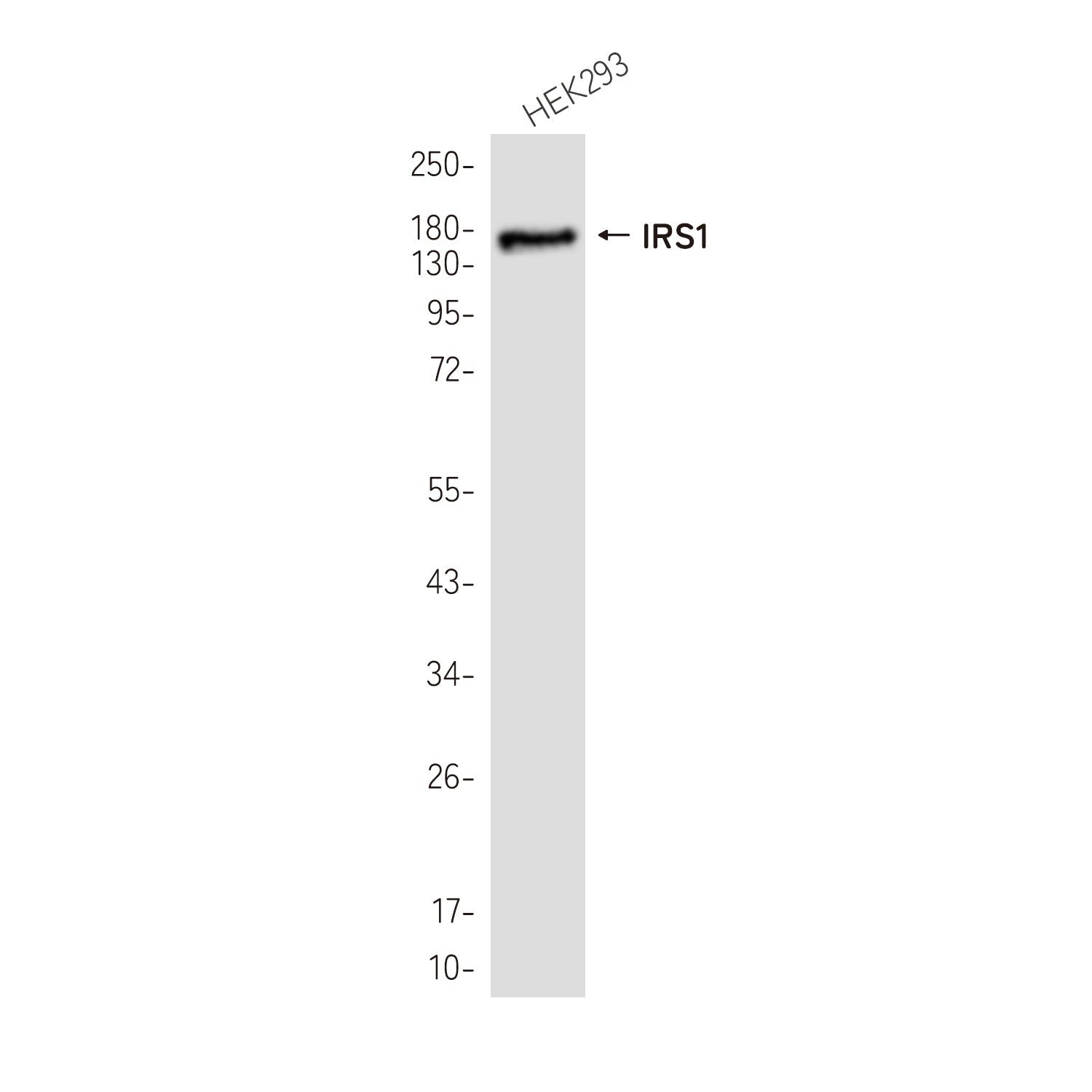 Anti-IRS1 Rabbit Monoclonal Antibody