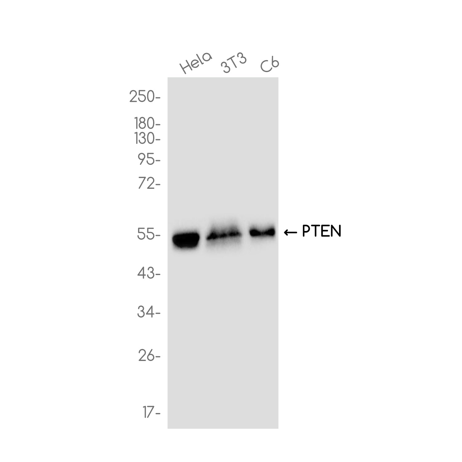 Anti-PTEN Rabbit Monoclonal Antibody