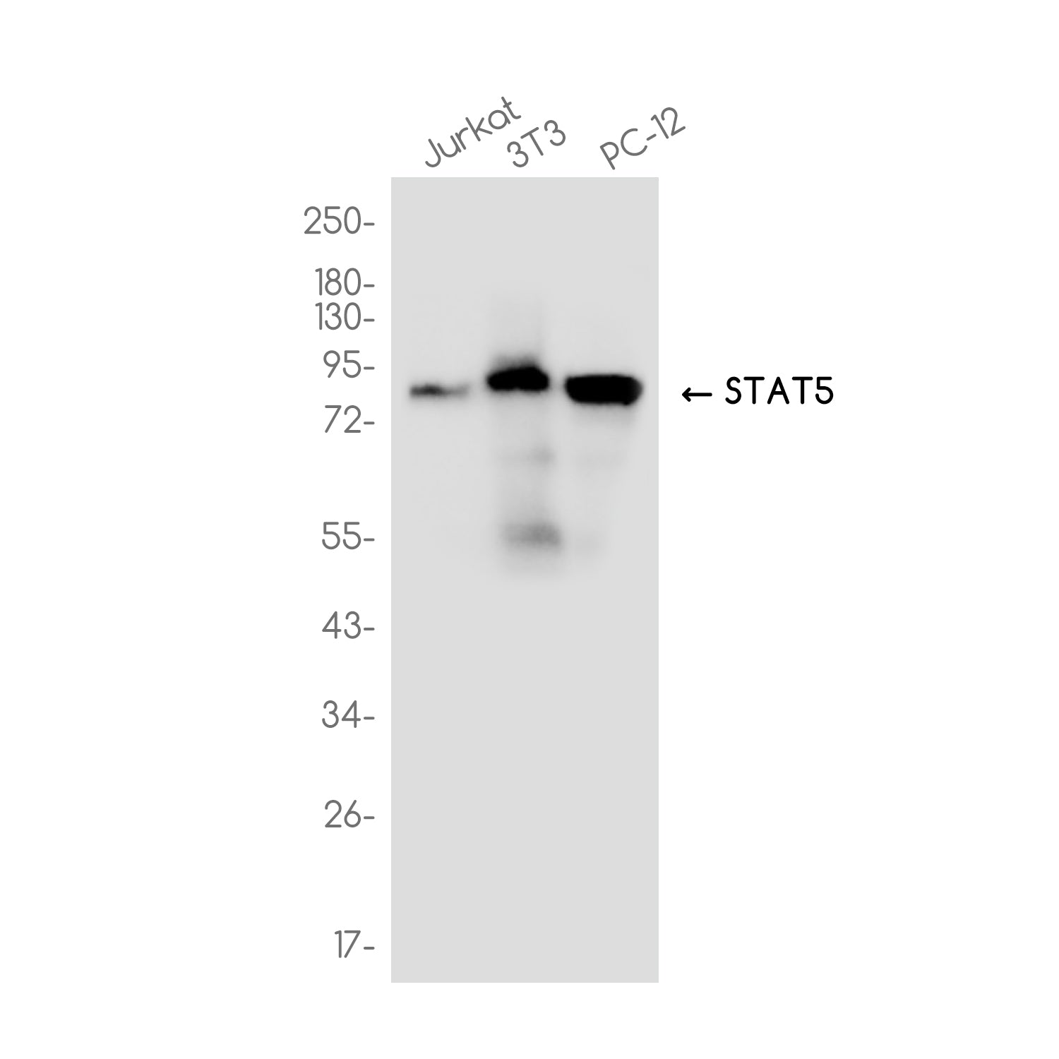 Anti-STAT5 Rabbit Monoclonal Antibody