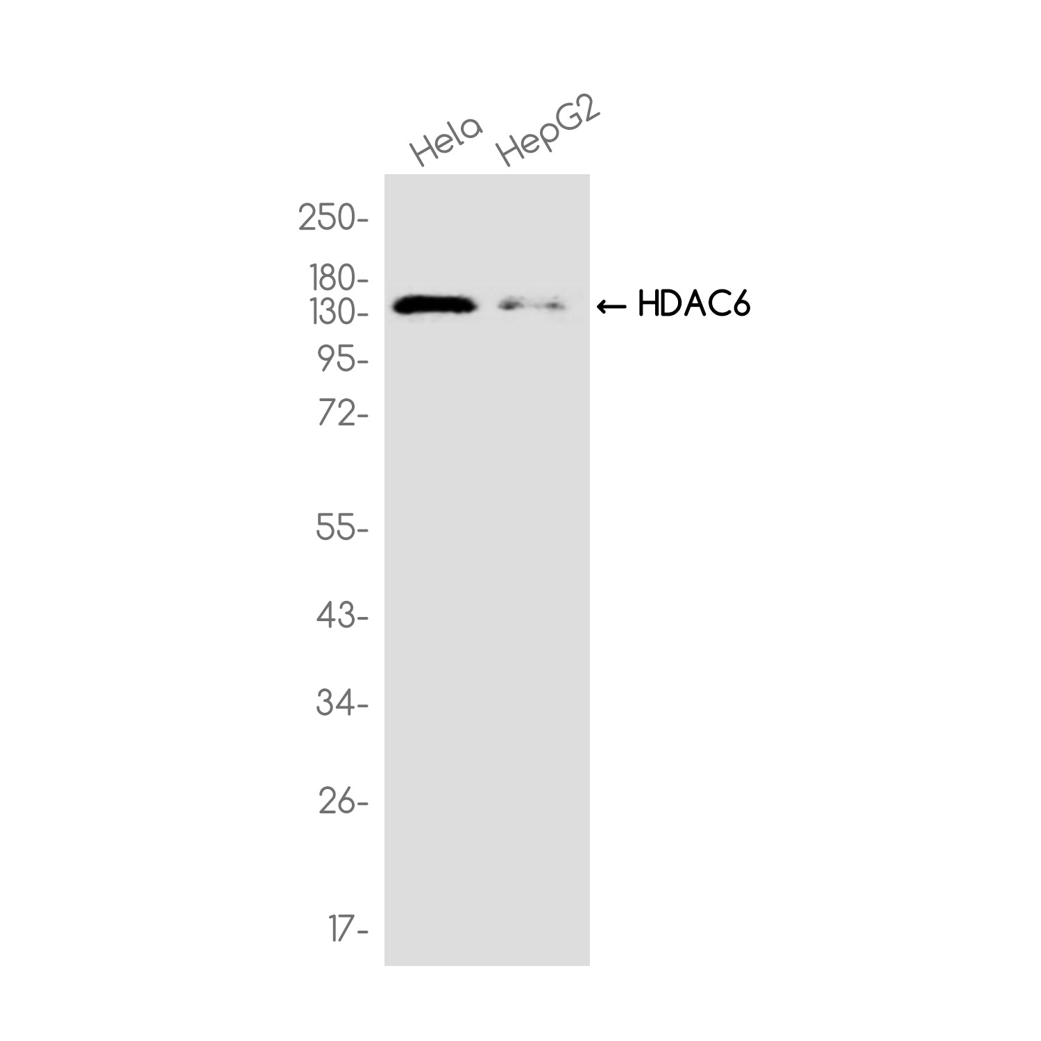 Anti-HDAC6 Rabbit Monoclonal Antibody