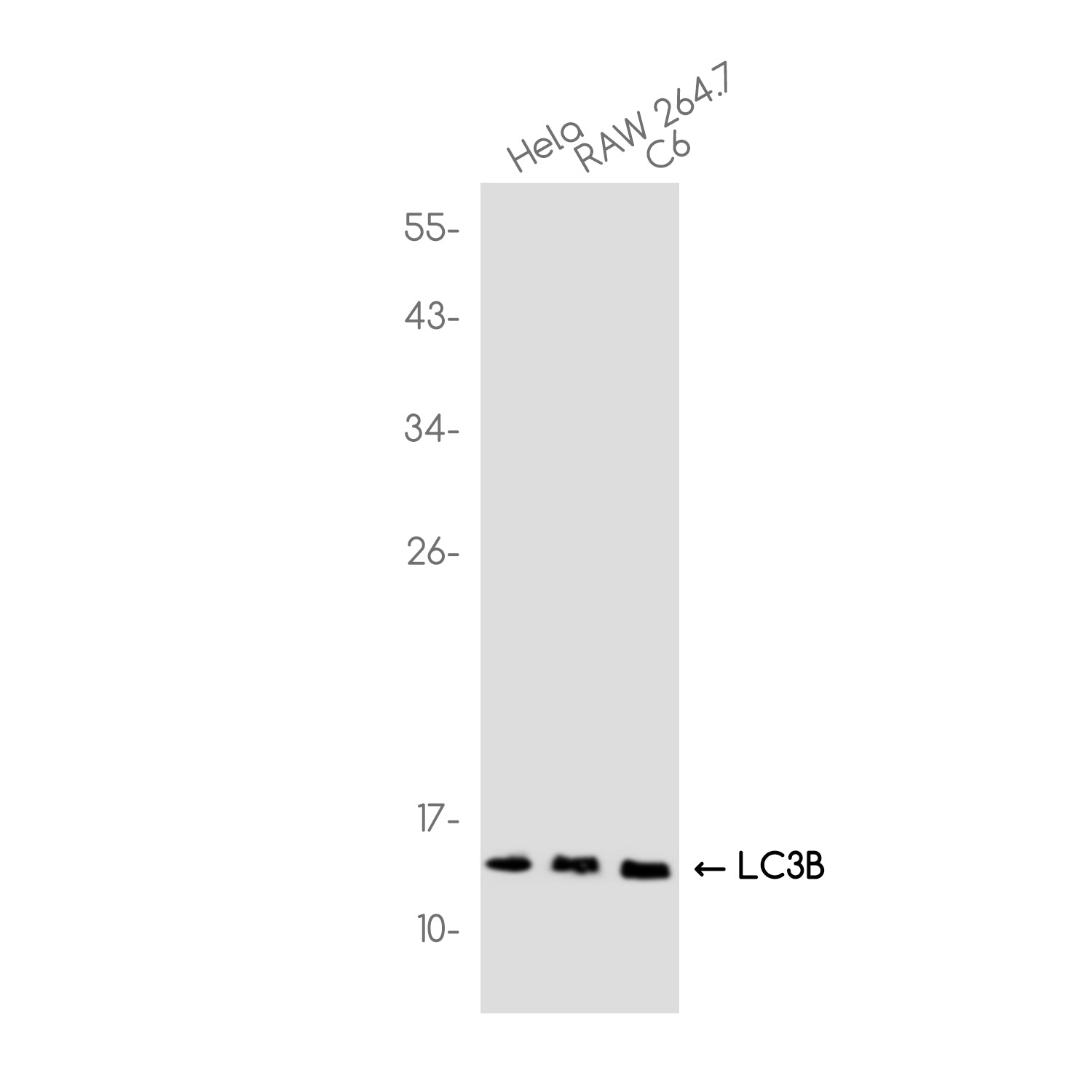 Anti-LC3B Rabbit Monoclonal Antibody