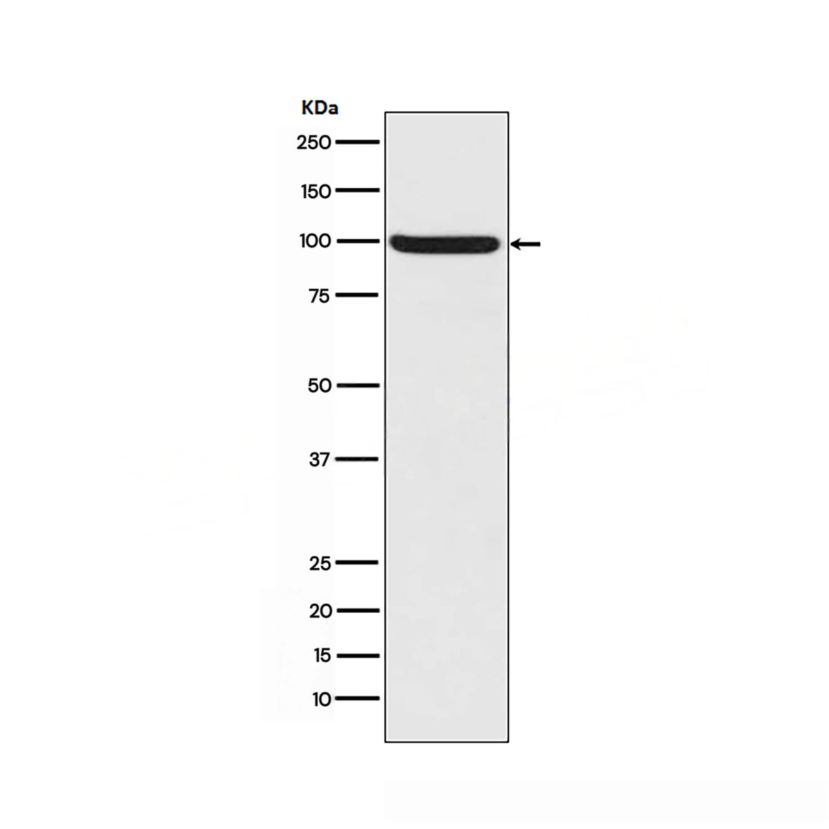 Anti-Phospho-Nrf2 (Ser40) Rabbit Monoclonal Antibody