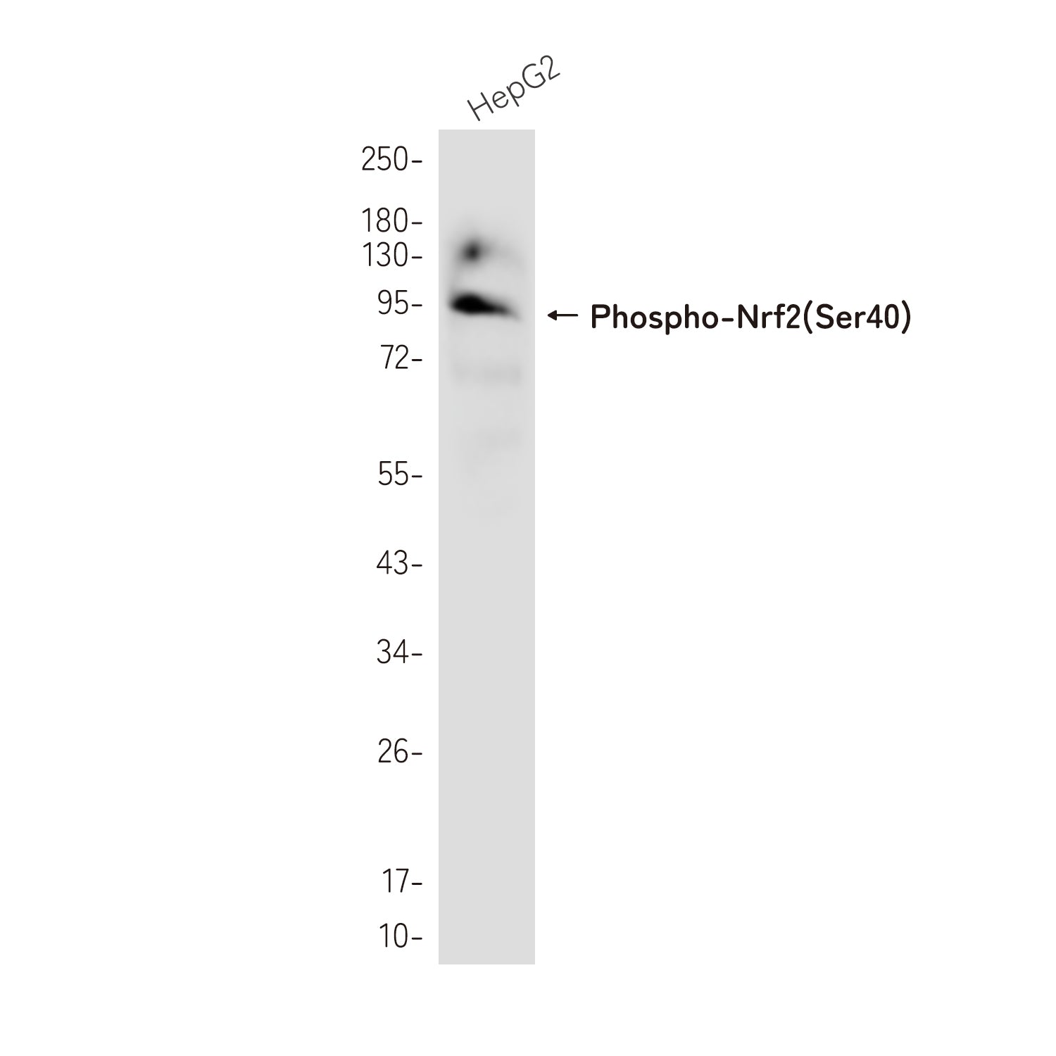 Anti-Phospho-Nrf2 (Ser40) Rabbit Monoclonal Antibody
