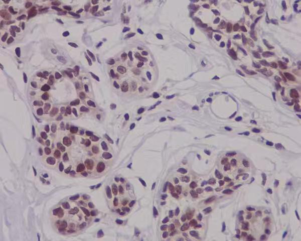 Anti-Phospho-Nrf2 (Ser40) Rabbit Monoclonal Antibody