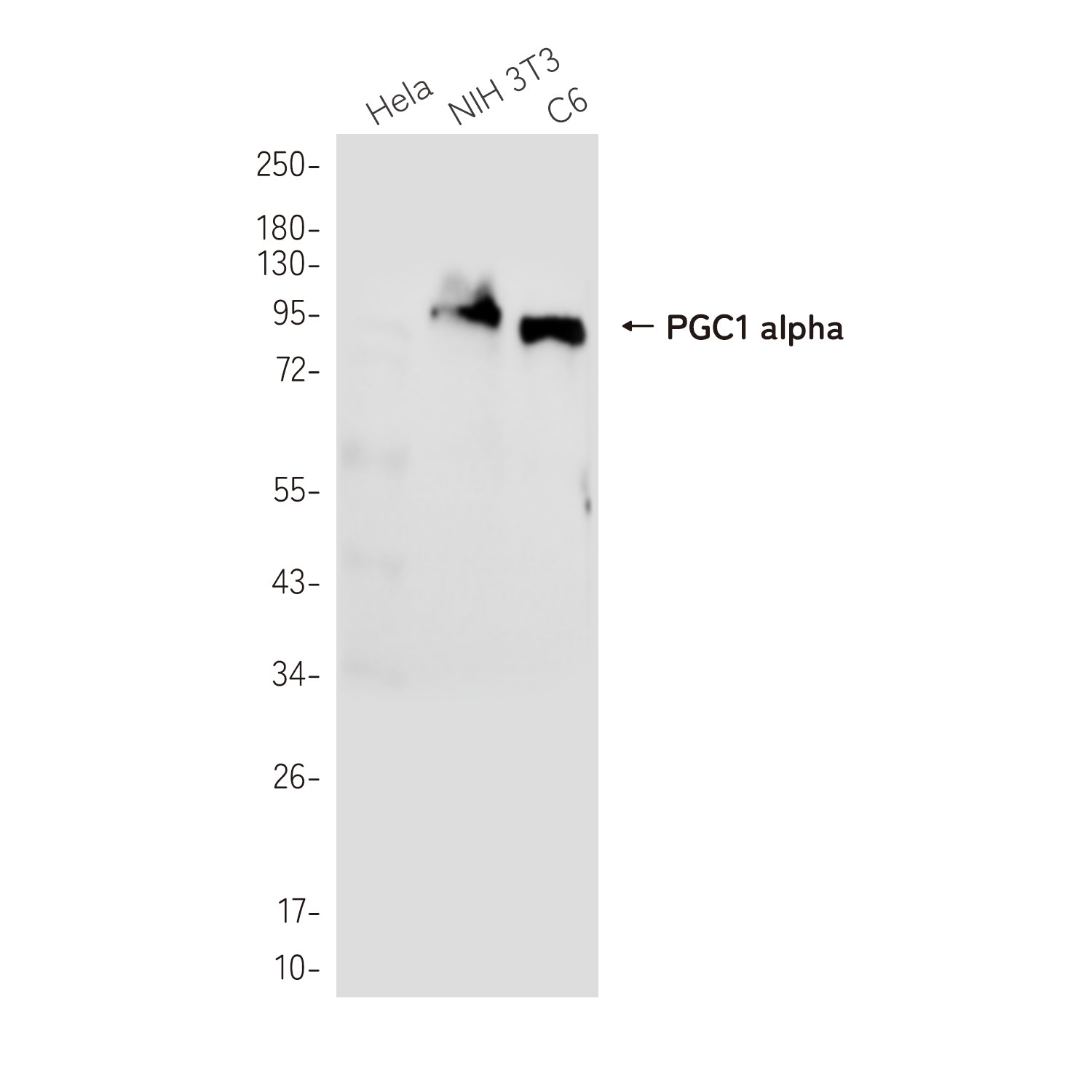 Anti-PGC1 alpha Rabbit Monoclonal Antibody