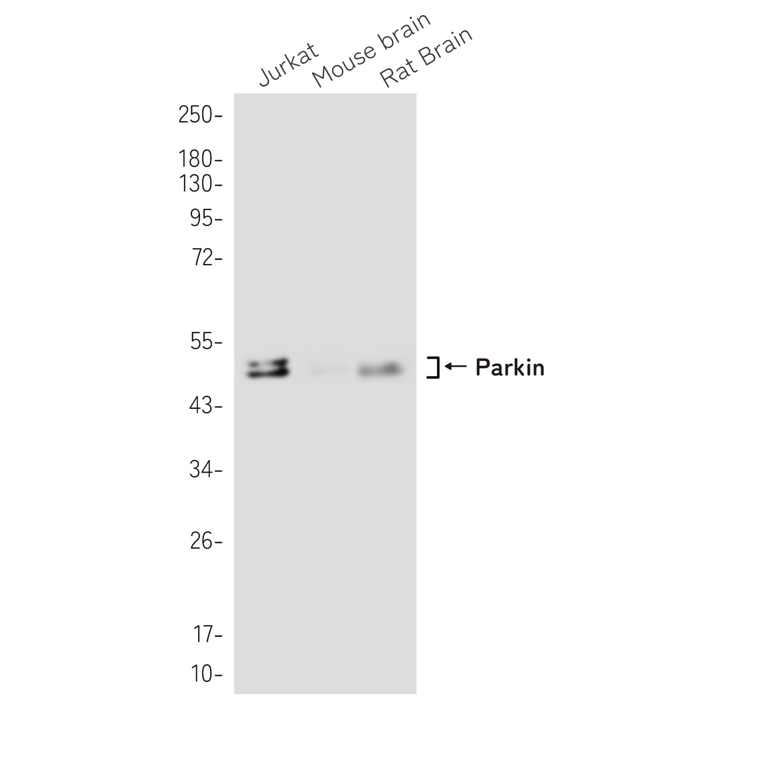 Anti-Parkin Rabbit Monoclonal Antibody