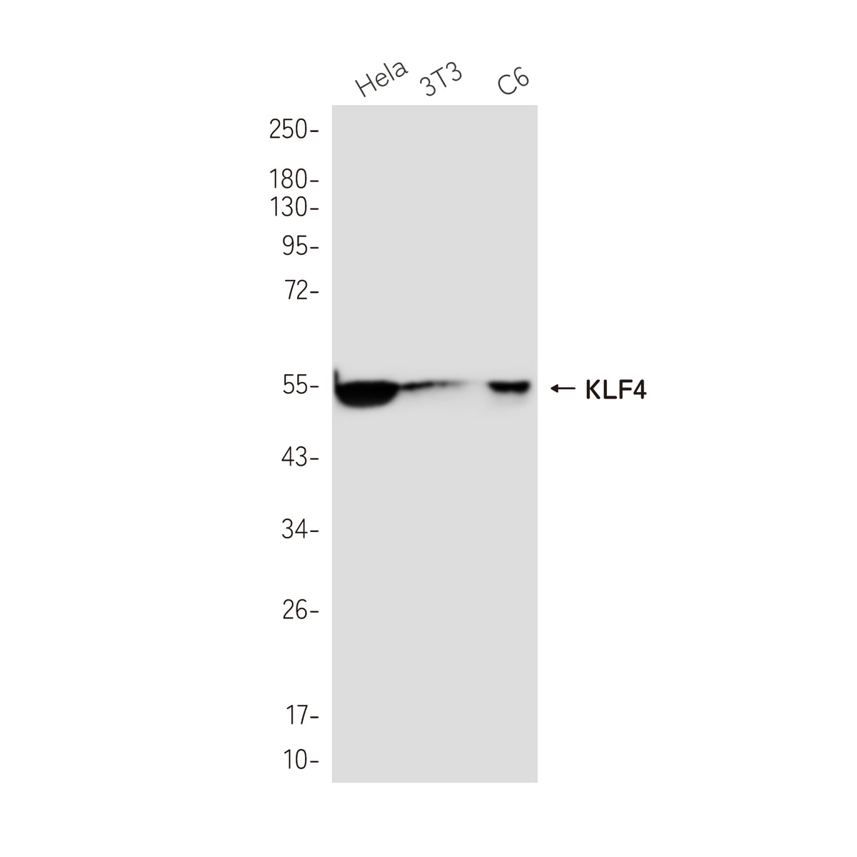 Anti-KLF4 Rabbit Monoclonal Antibody