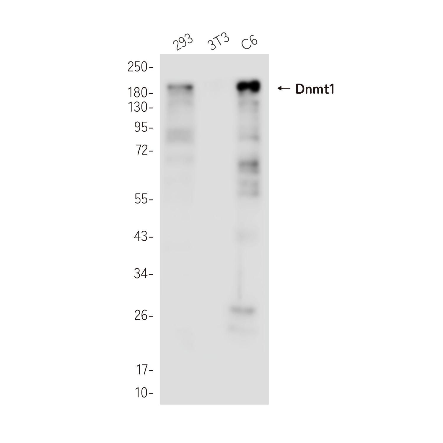 Anti-Dnmt1 Rabbit Monoclonal Antibody