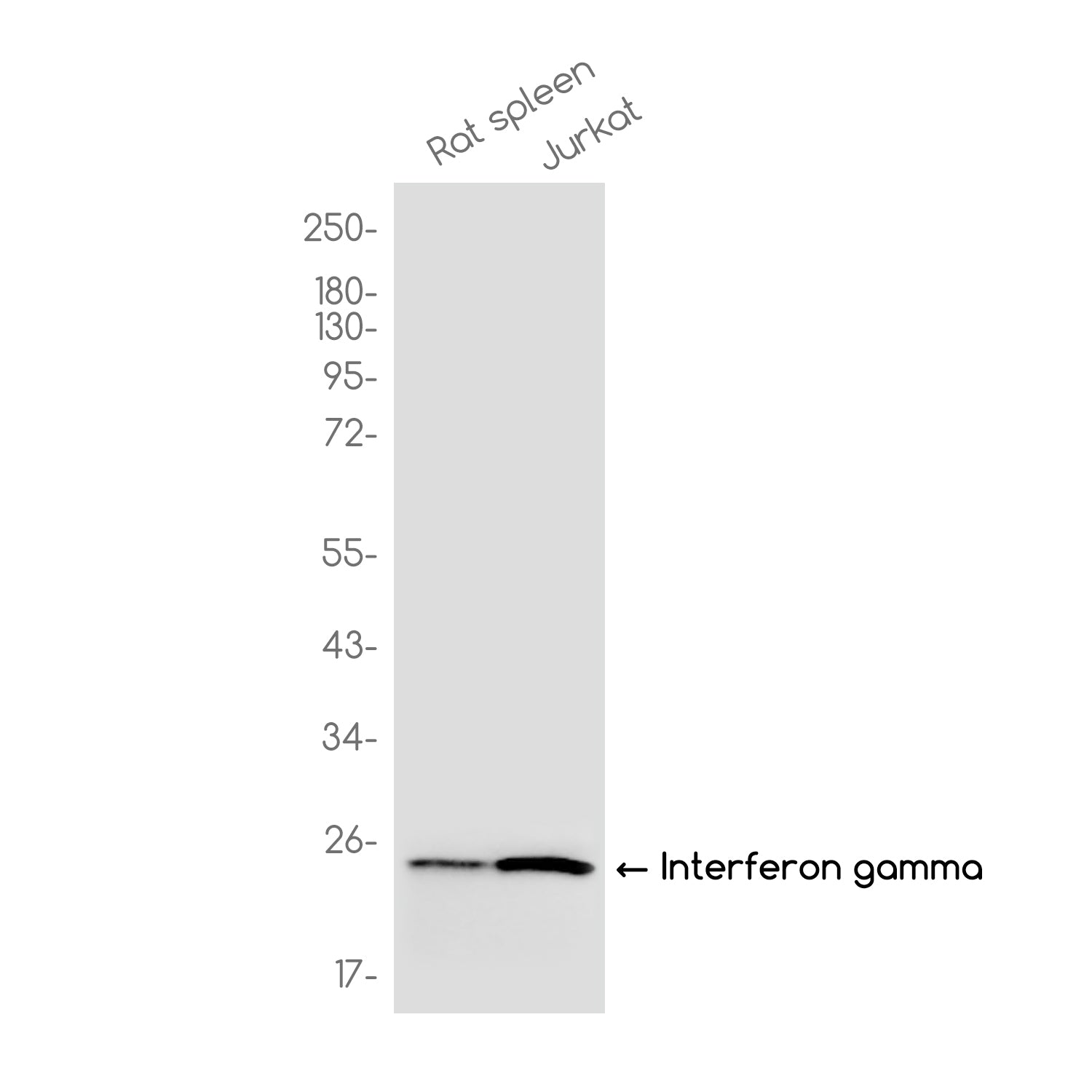 Anti-Interferon gamma Rabbit Monoclonal Antibody